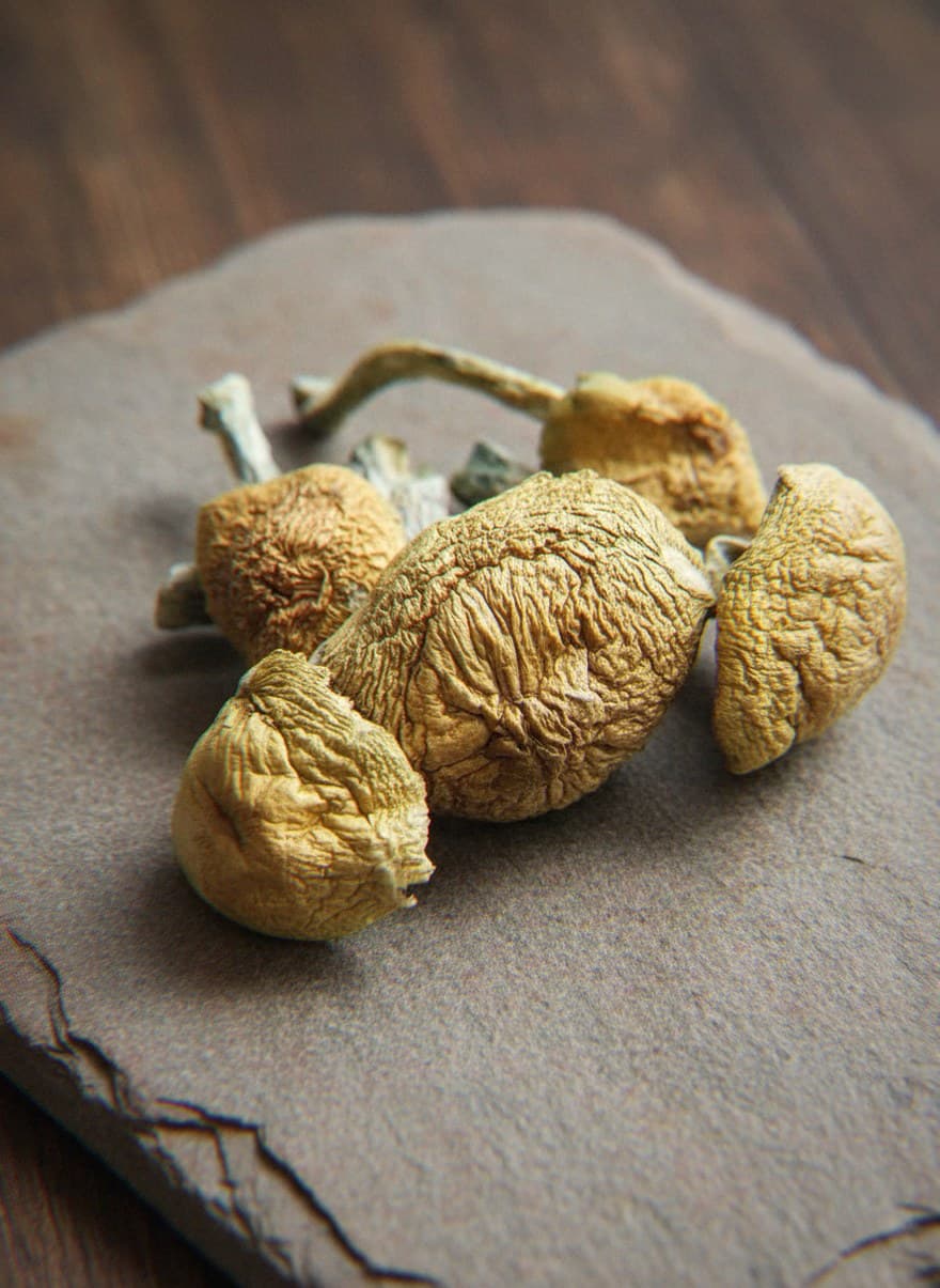 Dried Alcabenzi psilocybin mushrooms (Psilocybe cubensis) — large