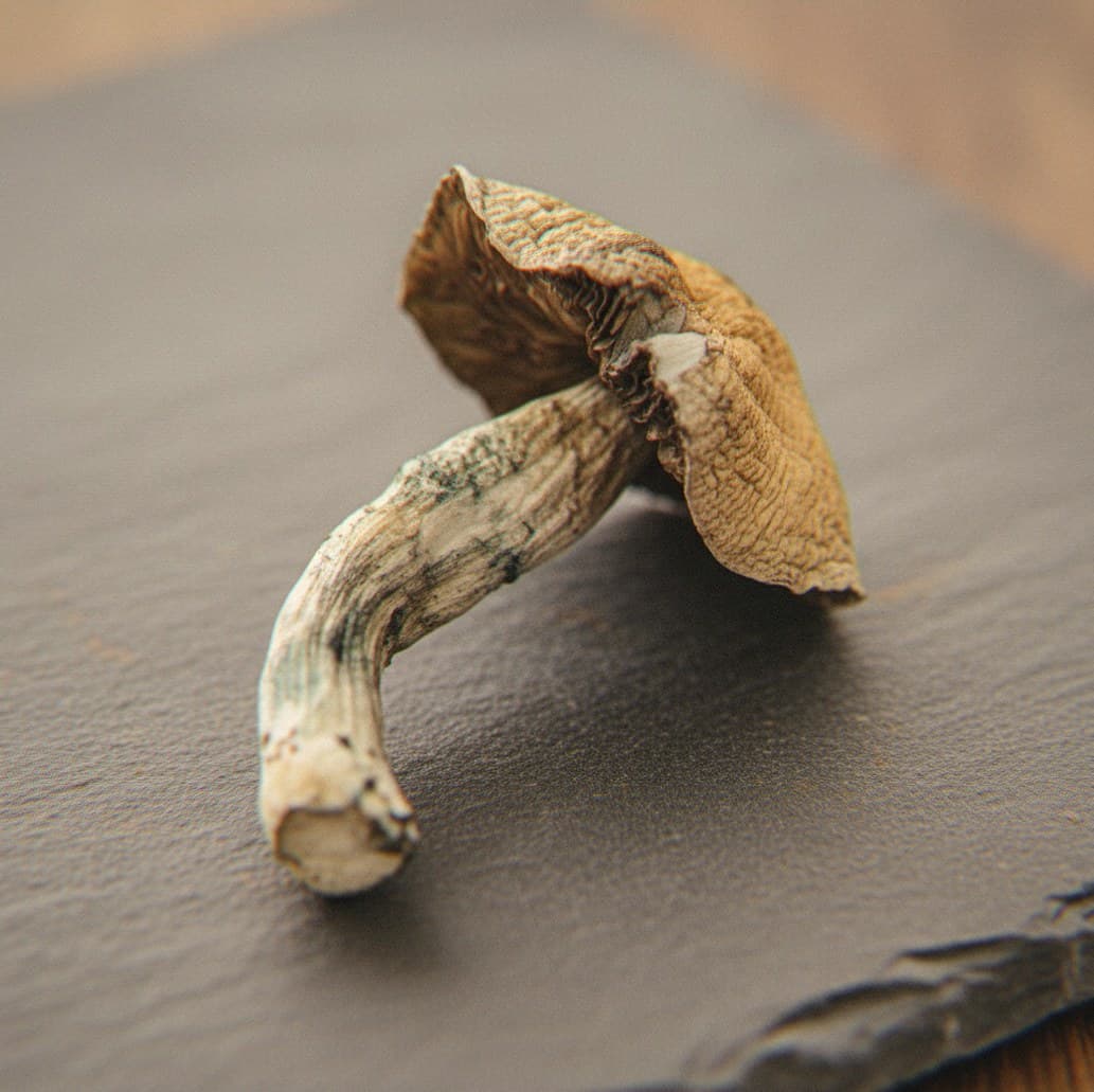 Macro close-up of a dried Burma mushroom cap and stem (Psilocybe cubensis)