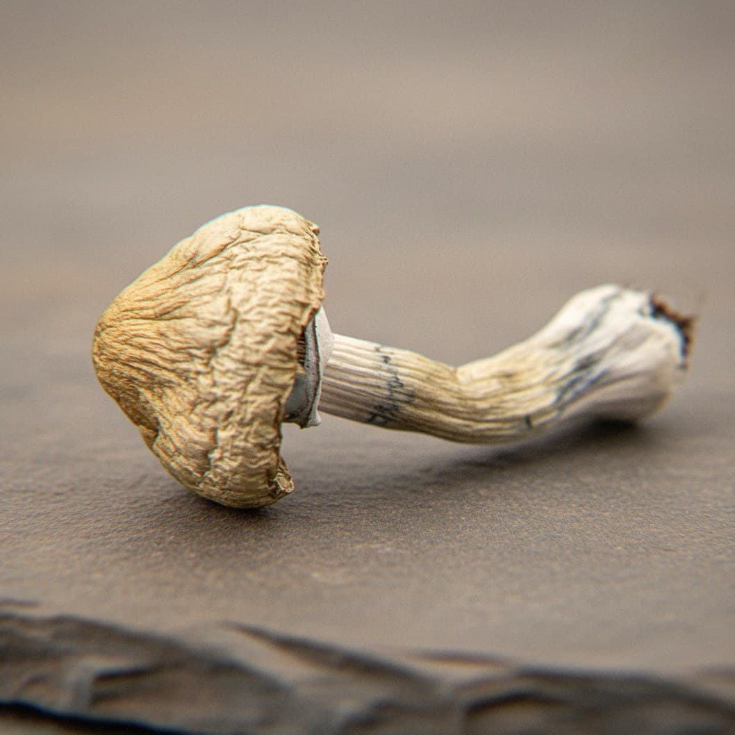 Macro close-up of a dried Golden Mammoth mushroom cap and stem (Psilocybe cubensis)