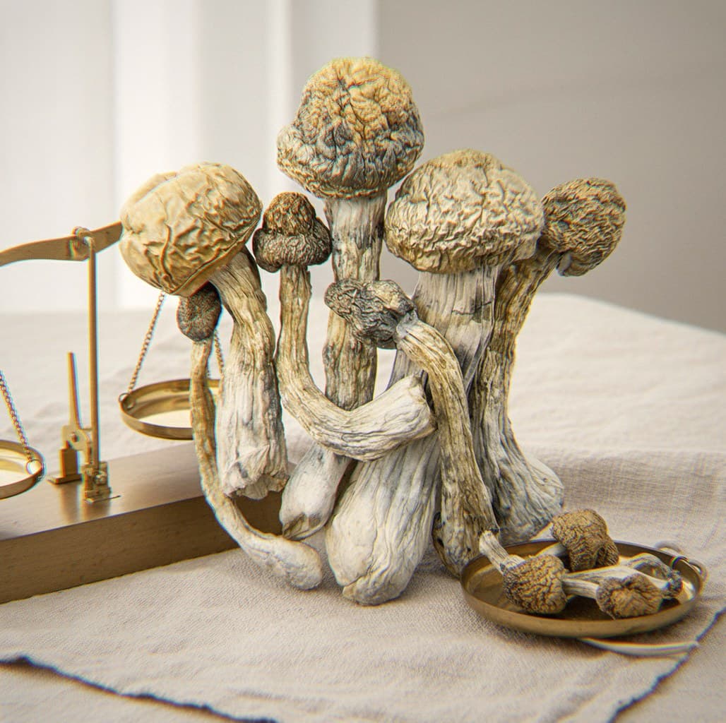 Dried Golden Mammoth mushrooms portioned beside an apothecary scale (Psilocybe cubensis)