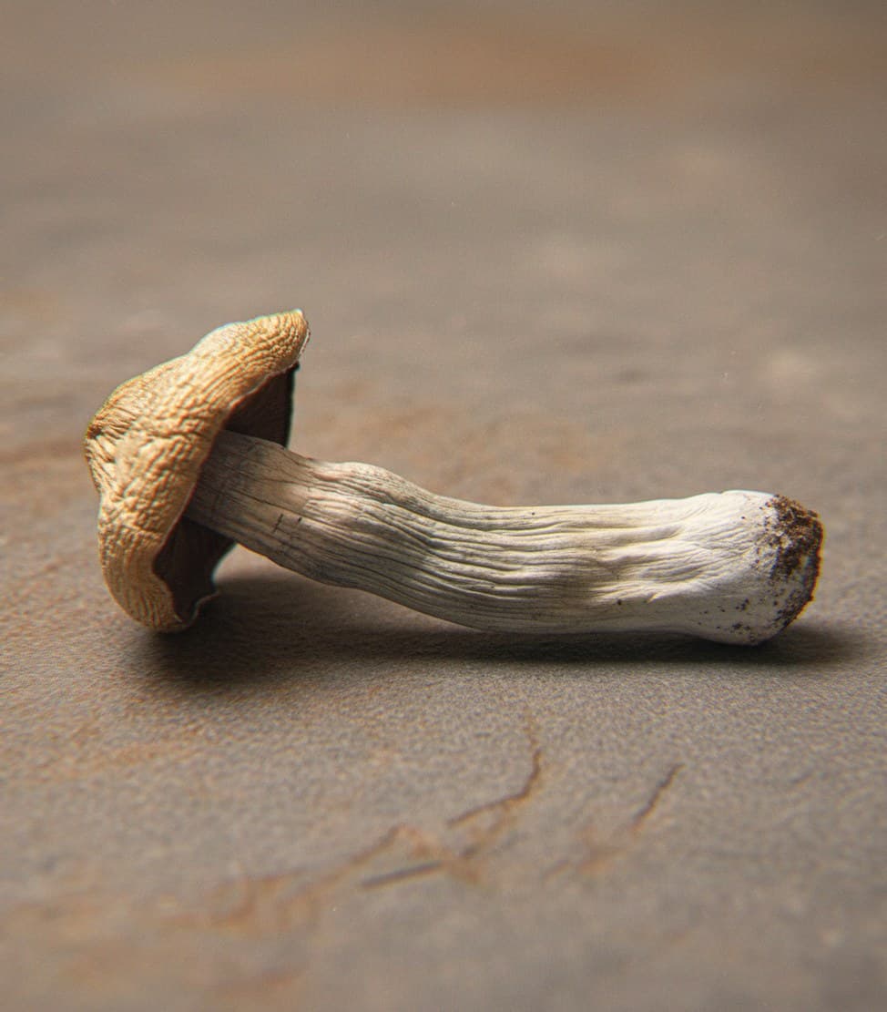 Macro close-up of a dried Hawaiian mushroom cap and stem (Psilocybe cubensis)