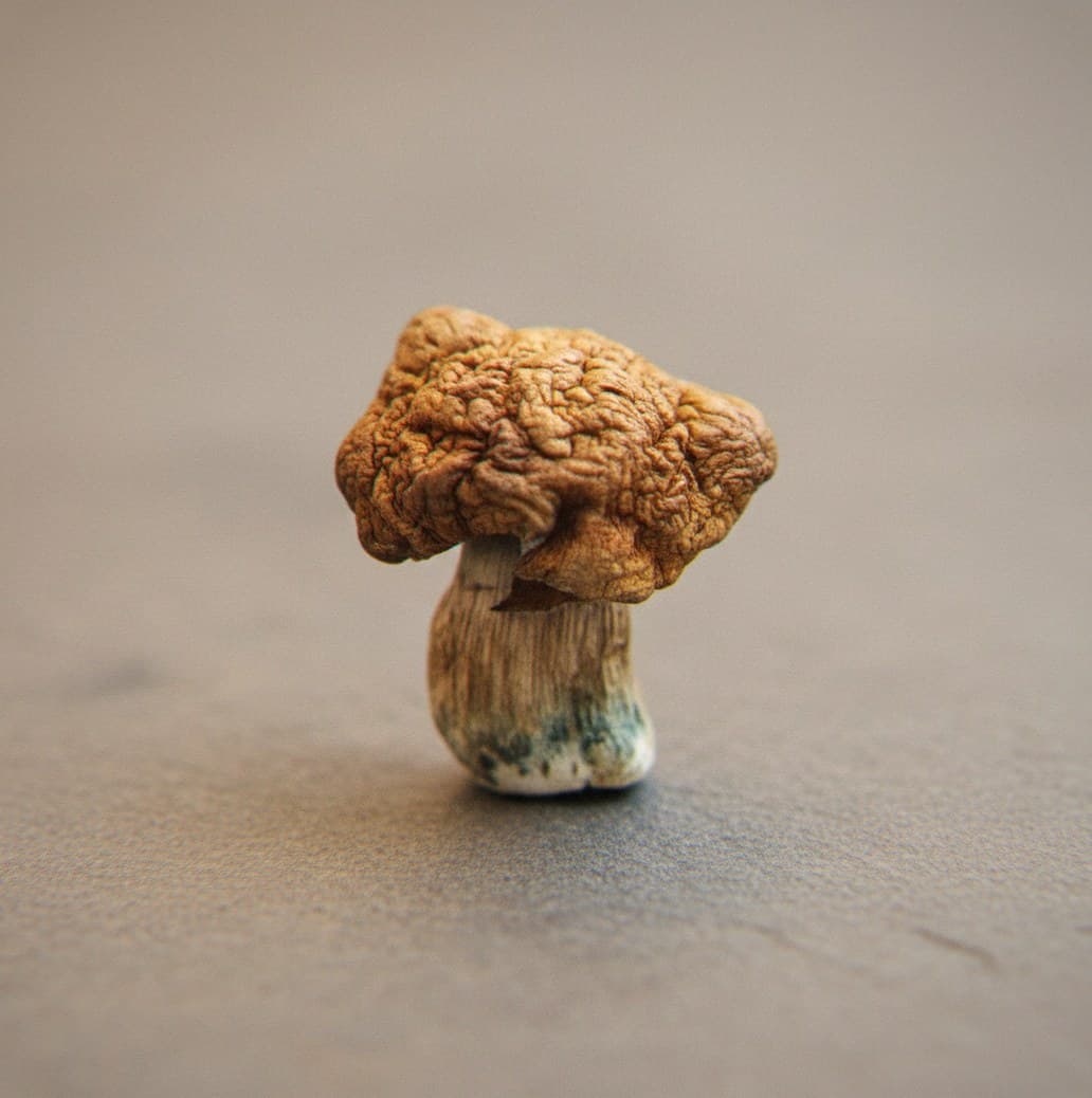 Macro close-up of a dried Koh Samui Super Strain mushroom cap and stem (Psilocybe cubensis)