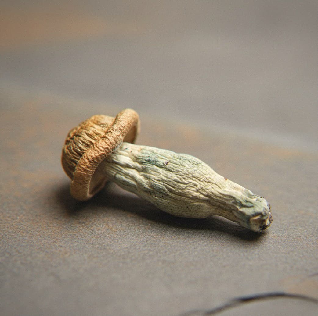 Macro close-up of a dried Penis Envy Uncut mushroom cap and stem (Psilocybe cubensis)