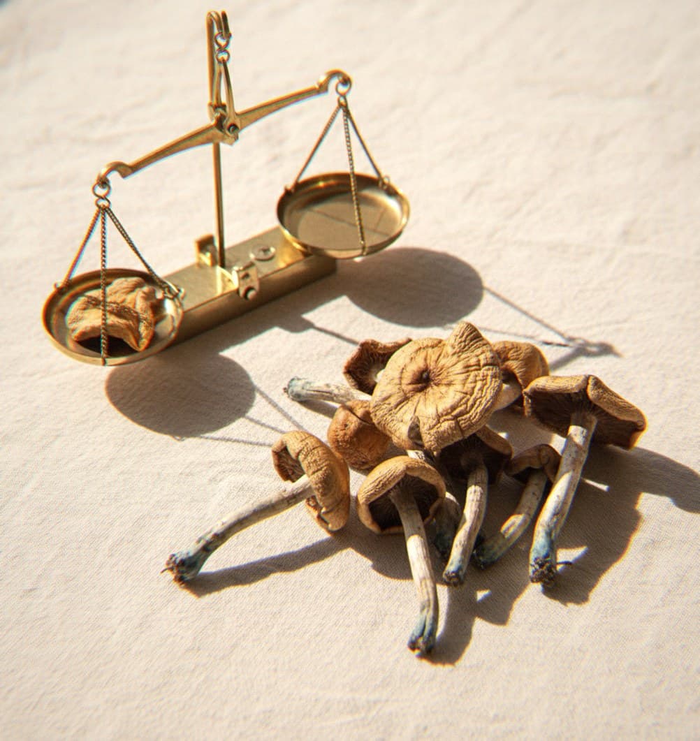 Dried Psilocybe cyanescens mushrooms portioned beside an apothecary scale (Psilocybe cyanescens)