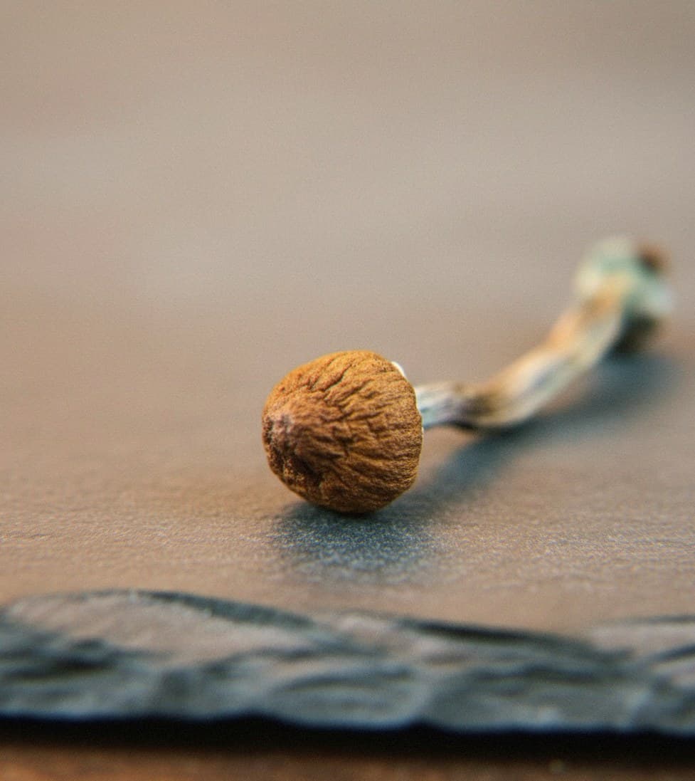Macro close-up of a dried Psilocybe tampanensis mushroom cap and stem (Psilocybe tampanensis)