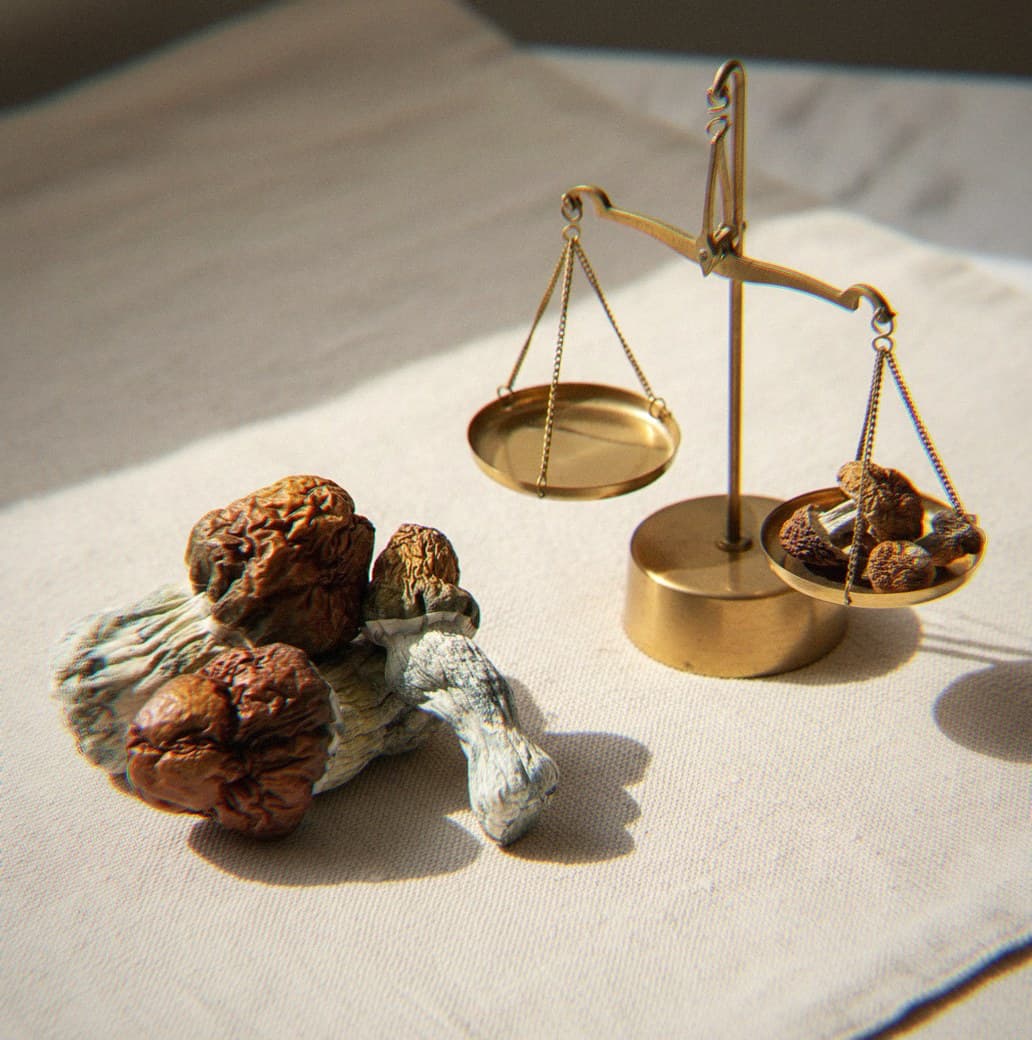 Dried Texas mushrooms portioned beside an apothecary scale (Psilocybe cubensis)