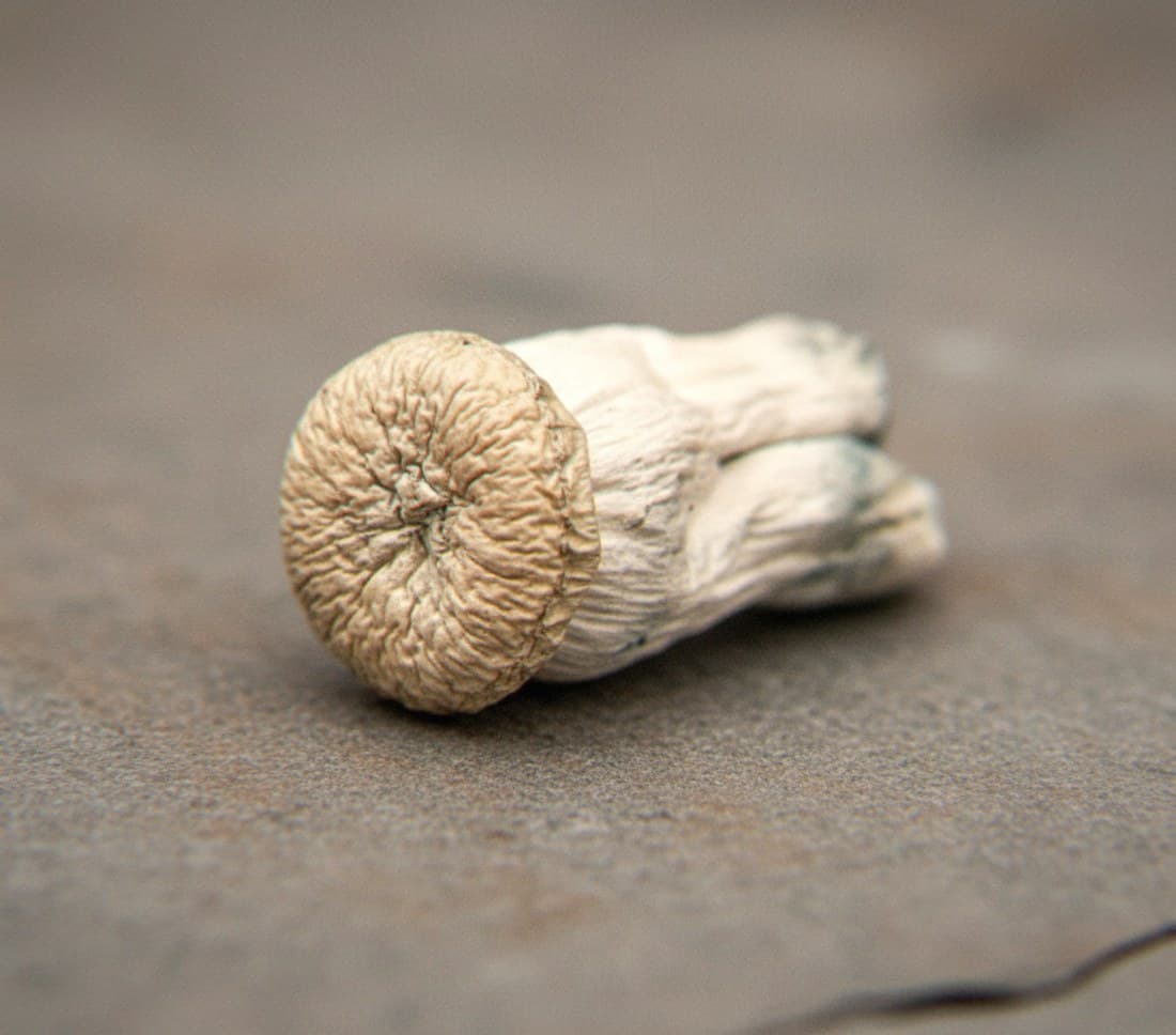 Macro close-up of a dried Yeti mushroom cap and stem (Psilocybe cubensis)