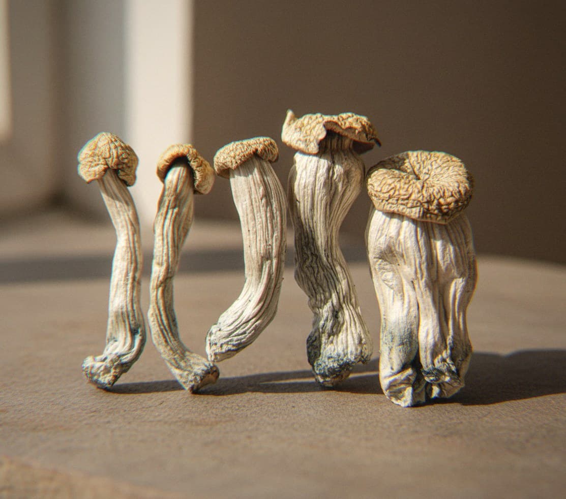 Dried Yeti psilocybin mushrooms (Psilocybe cubensis) — pure white